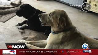 Rattlesnake bites two dogs in The Acreage [upl. by Ellatsirhc]