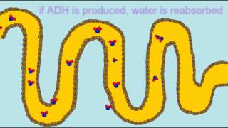 BLOOD PRESSURE REGULATION RENIN ADH ALDOSTERONE [upl. by Pierette]