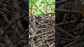 A beautiful Aesculapian snake in the forest [upl. by Teague107]