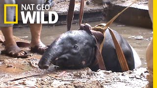 Watch as Rescuers Save a Stuck Tapir  Nat Geo Wild [upl. by Hamish]