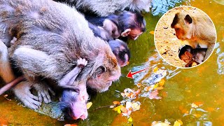 After Vomiting By Poison Food Mother Monkey Take Her Kid To Clean And Drinking Water [upl. by Jareb]