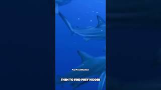 Scary Facts About Sharks shorts [upl. by Khudari108]