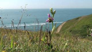 Bee Orchids on Dorset Coast [upl. by Arotal]