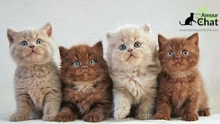 Bébé chat le top 10 des chatons les plus mignons au monde avec un petit bonus [upl. by Everrs285]