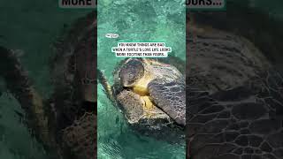 Cute turtles love to dance in circles 🐢 🥰 🎥 Ross Long via ViralHog [upl. by Cerys]