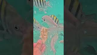 Feeding the fish in Aruba aruba arubaonehappyisland snorkeling [upl. by Otrebilif]