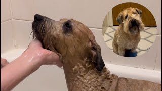 How to PROFESSIONALLY wash and dry your dog at home [upl. by Yvette119]