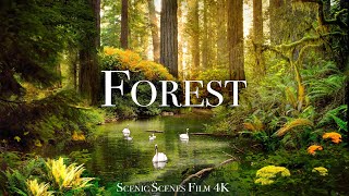 Forest In 4K  The Healing Power Of Nature Sounds  Forest Sounds  Scenic Relaxation Film [upl. by Nyliak]