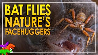 Bat Flies  Parasitic Hitchhikers Of The Skies  Animals EXPLAINED [upl. by Nyleahs364]