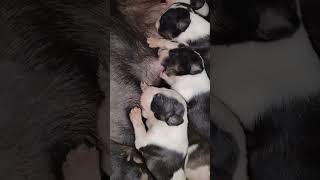 So cute bull terrier puppy breast feeding 😊 bullterrierlove puppy bullterrier [upl. by Fanchan365]