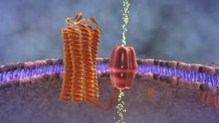 What is parathyroid hormone PTH  CENTER for Advanced Parathyroid Surgery [upl. by Llehsyar]