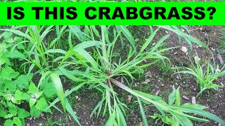 How to Identify Crabgrass in your Lawn [upl. by Purcell]