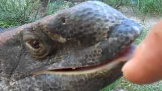 Giant Monitor Lizard Trys To Bite Hand [upl. by Ennovaj]