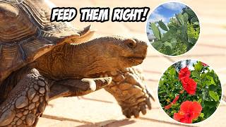 Fix Your Tortoises Eating Habits in 30 Days or LESS [upl. by Lebam805]