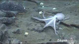 New sea life found in Antarcticas lost world deep under the Southern Ocean [upl. by Eicyal]