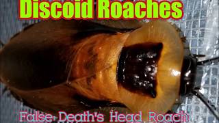 Discoid Roaches Blaberus discoidalis Care [upl. by Retsae]