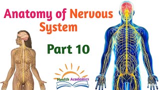 Anatomy of Nervous System Nerve Plexuses Interesting Video with Amharic Speech Part 10 [upl. by Nosretep]