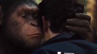 Planet of the apes meme [upl. by Egbert]