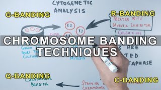 Chromosome Banding Techniques [upl. by Hailey452]