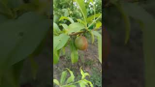 NECTARINE FRUIT IN SOUTH PUNJAB [upl. by Mychael]