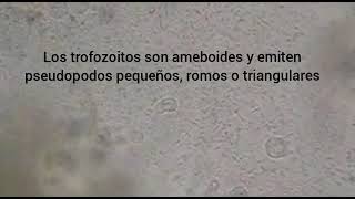 Video movimiento del ameboflagelado Dientamoeba fragilis [upl. by Nylorahs]