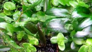 Cryptocoryne Emersed setup [upl. by Merralee841]