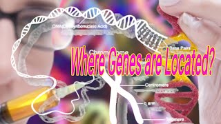 Where Genes are LocatedGenes DNA amp ChromosomesHistoneinside what DNA Havegenetics dna genes [upl. by Nired]