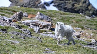 Beartooth Mountains [upl. by Aicilehp]