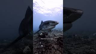 Swimming with Giants Shark Diving Unfiltered🦈🌟🐬🦈🤿🌊shorts shortsfeed shortvideo viralvideo [upl. by Adnerb]