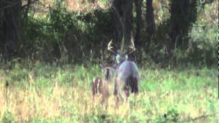 8 Point Buck  Breeding Rut East Texas Montgomery County 2010 Whitetail Deer [upl. by Ailahk940]