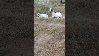 Two goats subscribe to my channel and like coments share goatday goatface goatlings goatpower [upl. by Stenger30]