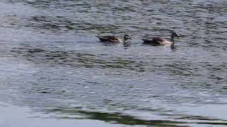 Indian spot billed duck [upl. by Laehpar481]