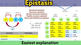 Epistasis  Types  Easiest and detailed explanation  Clear your doubt [upl. by Ilaire]