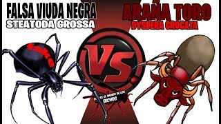 ARAÑA TORO VS FALSA VIUDA NEGRA  COMENTADO [upl. by Llemaj]