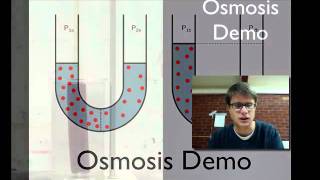 Osmosis Demo [upl. by Oinolopa]