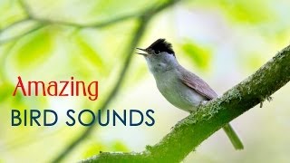 ♫ Amazing Bird Song  Incredible sound of bird singing on top of a microphone [upl. by Bina]