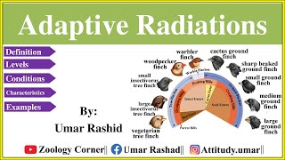 Adaptive Radiation Conditions  Examples  Darwin Finches  Urduhindi [upl. by Nedyrb]