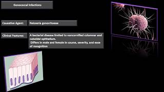Gonococcal Infections [upl. by Hepsibah]