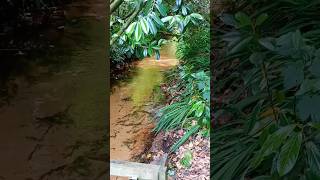 Short  ville  escource  ruisseau  style jungle amazonienne  petite pause  nature [upl. by Rednasxela708]