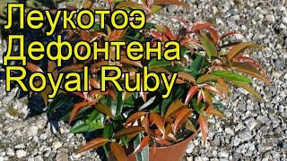 Леукотоэ дефонтена Роял Руби Краткий обзор описание leucothoe fontanesiana Royal Ruby [upl. by Anawad]