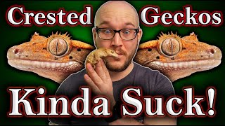 DO NOT Get A Crested Gecko 3 Reasons Why and 3 Better Lizards For You [upl. by Llerreg]