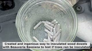 Making wood dowels to inoculate trees with Beauveria Bassiana [upl. by Wera]