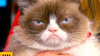 5 Things You Didnt Know About Grumpy Cat [upl. by Myke]