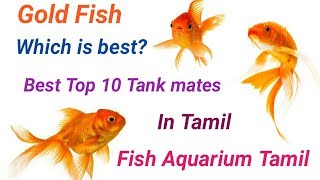 Top 10 Best Tank mates of Gold Fish தங்க மீன் கூட சேர்த்து விடகூடிய மீன் எது   Fish Aquarium Tamil [upl. by Cia]