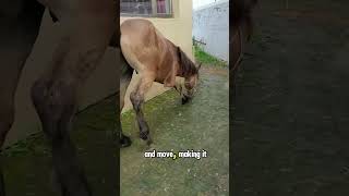 3legged Horse horse animalrescue animals farm agriculture save help [upl. by Aridaj]