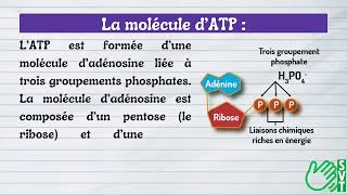 la molecole dATP [upl. by Ydnem]