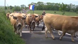 Transhumance à Aubrac [upl. by Kirre]