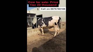 1 heifer cow for sale cow farming [upl. by Feil]