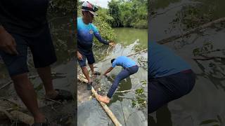 Pescando guapote de río en un árbol caído [upl. by Danella]