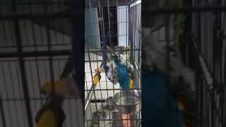 Talking macaw parrot 😮কথা বলা ম্যাকাও পাখি [upl. by Deanna]